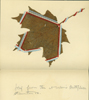 Image of leaf coolected from Wilson's first home in Virginia.