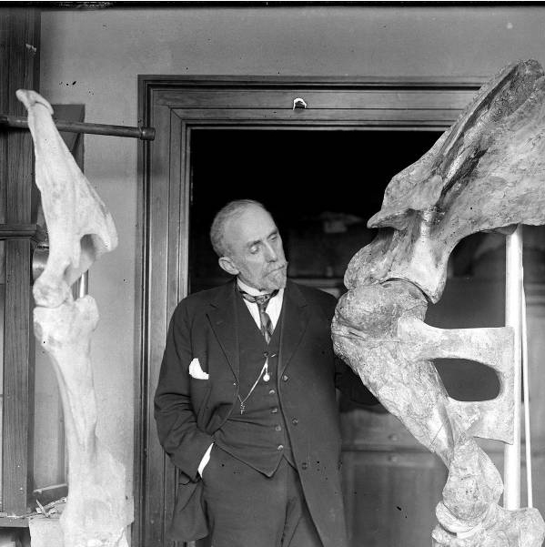 A photograph of Erwin H. Barbour looking at the leg bones of the t. osborni
               exhibit. DOI: 433